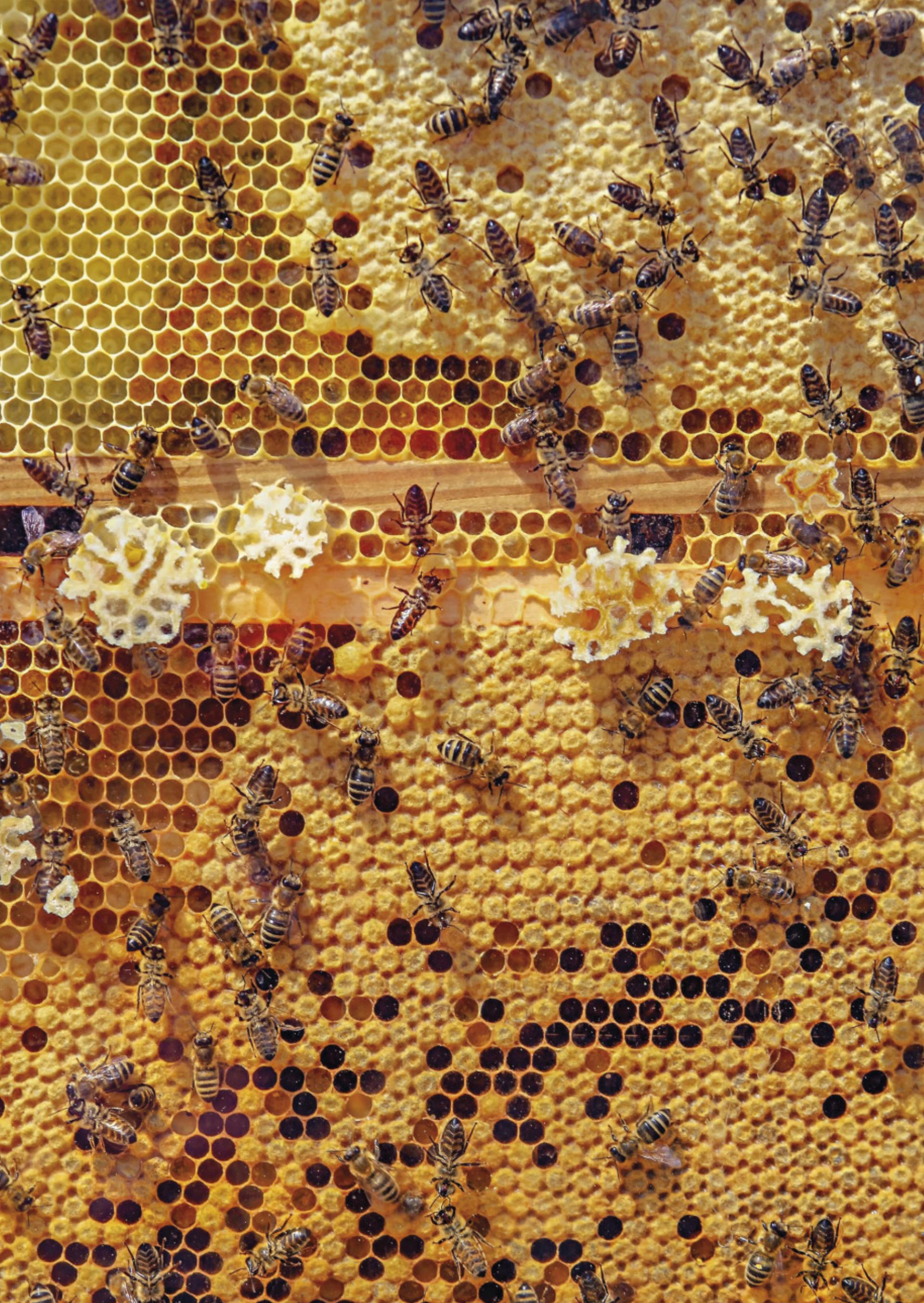 Die Bienen erzeugen ein wertvolles Naturprodukt. Foto: © Pixabay - Das Bild wird blockiert. – Möglicherweise durch einen aktiven Adblocker.