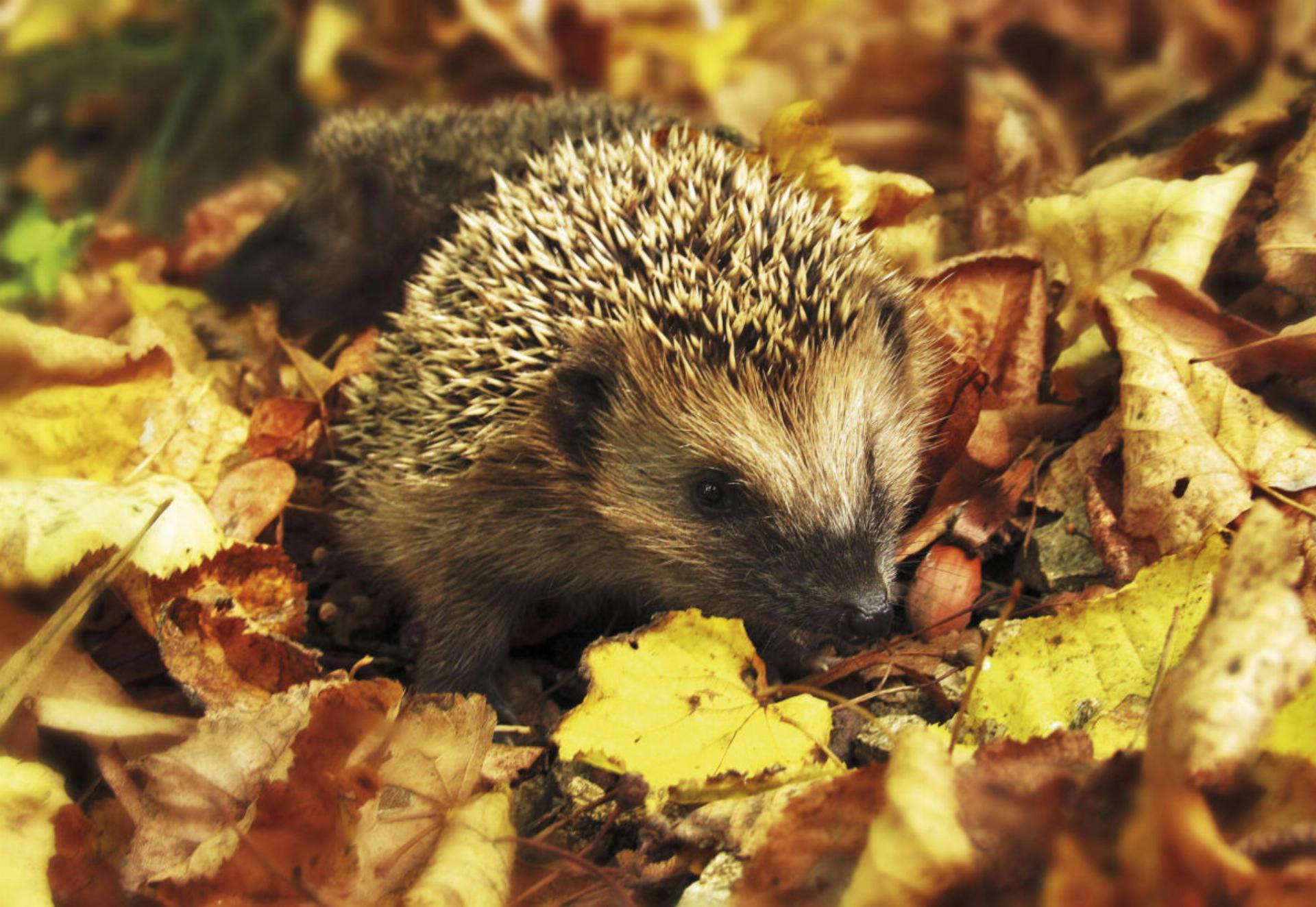 Igel dürfen in ihrem Winterschlaf auf keinen Fall gestört werden – große Laubhaufen sollten in der kalten Jahreszeit also in Ruhe gelassen werden.Foto: pexels