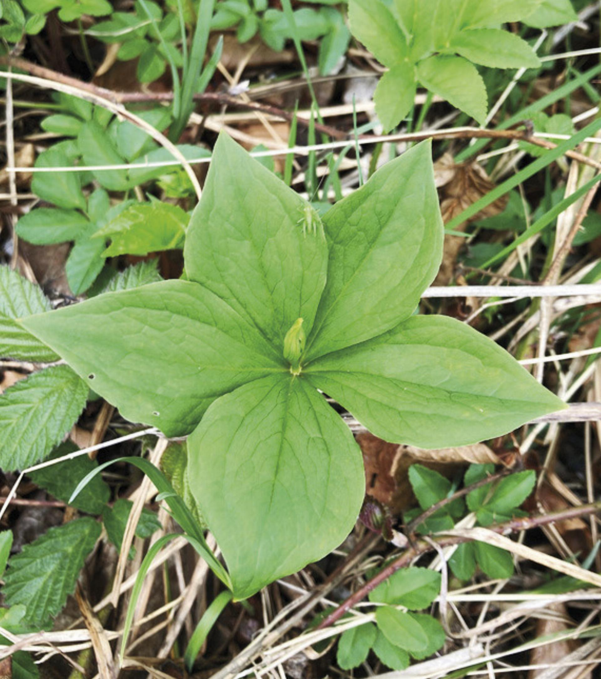 Außergewöhnliche Entdeckung: Vierblättrige Einbeere mit untypischen fünf Blättern.

Foto: Anna Dünser