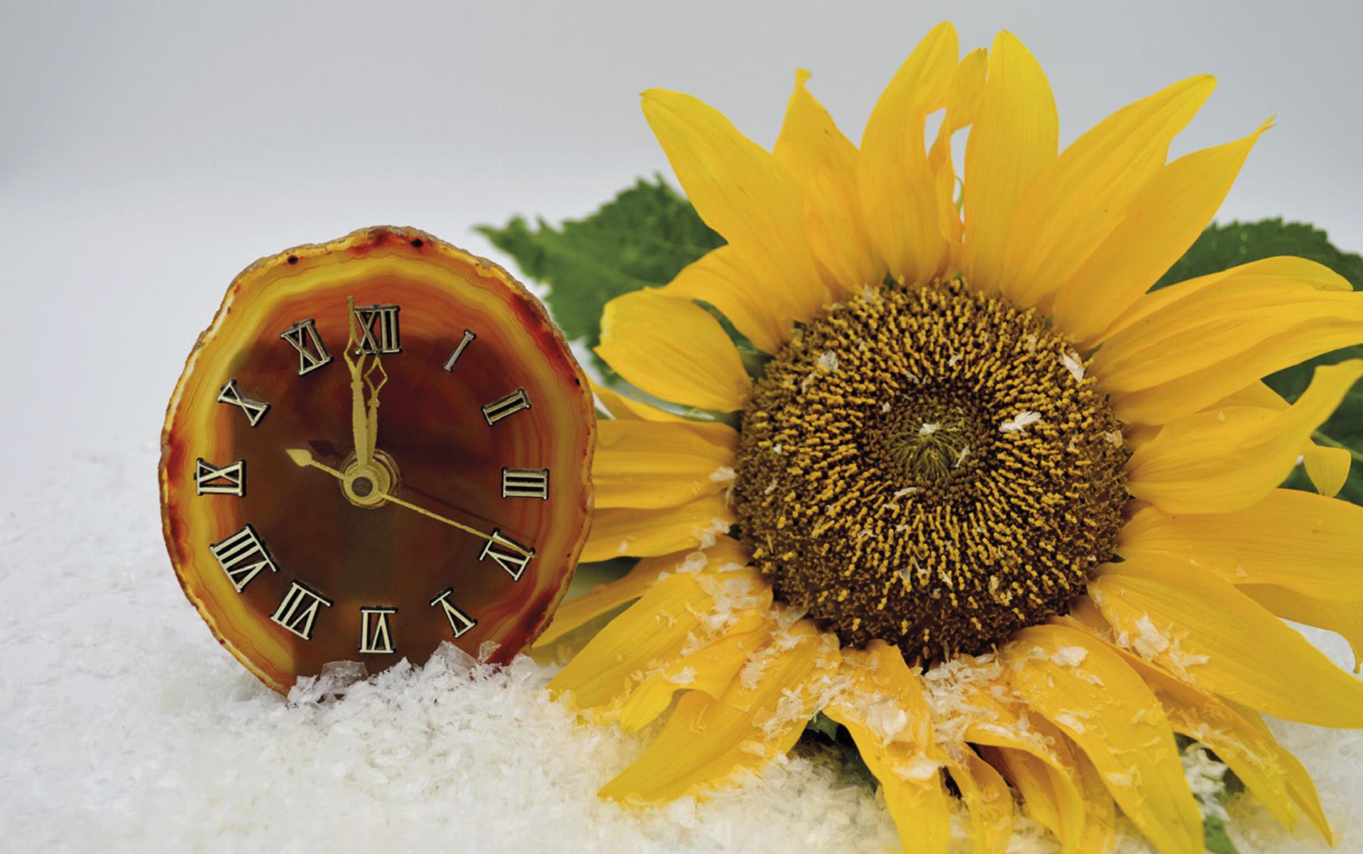 Bei der Umstellung der Uhr auf die Sommerzeit wird der Zeiger eine Stunde nach vorne gerückt – wir verlieren eine Stunde Schlaf.