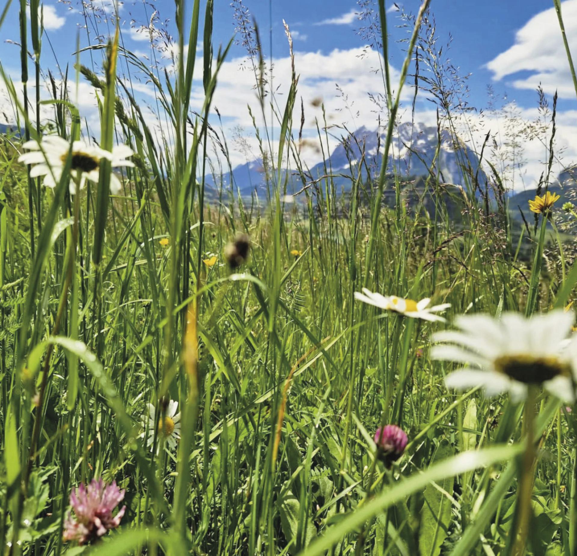 Blühstreifen fördern die Artenvielfalt und bieten Lebensraum für Insekten, Vögel und andere Kleintiere. Foto: Roswitha Marold