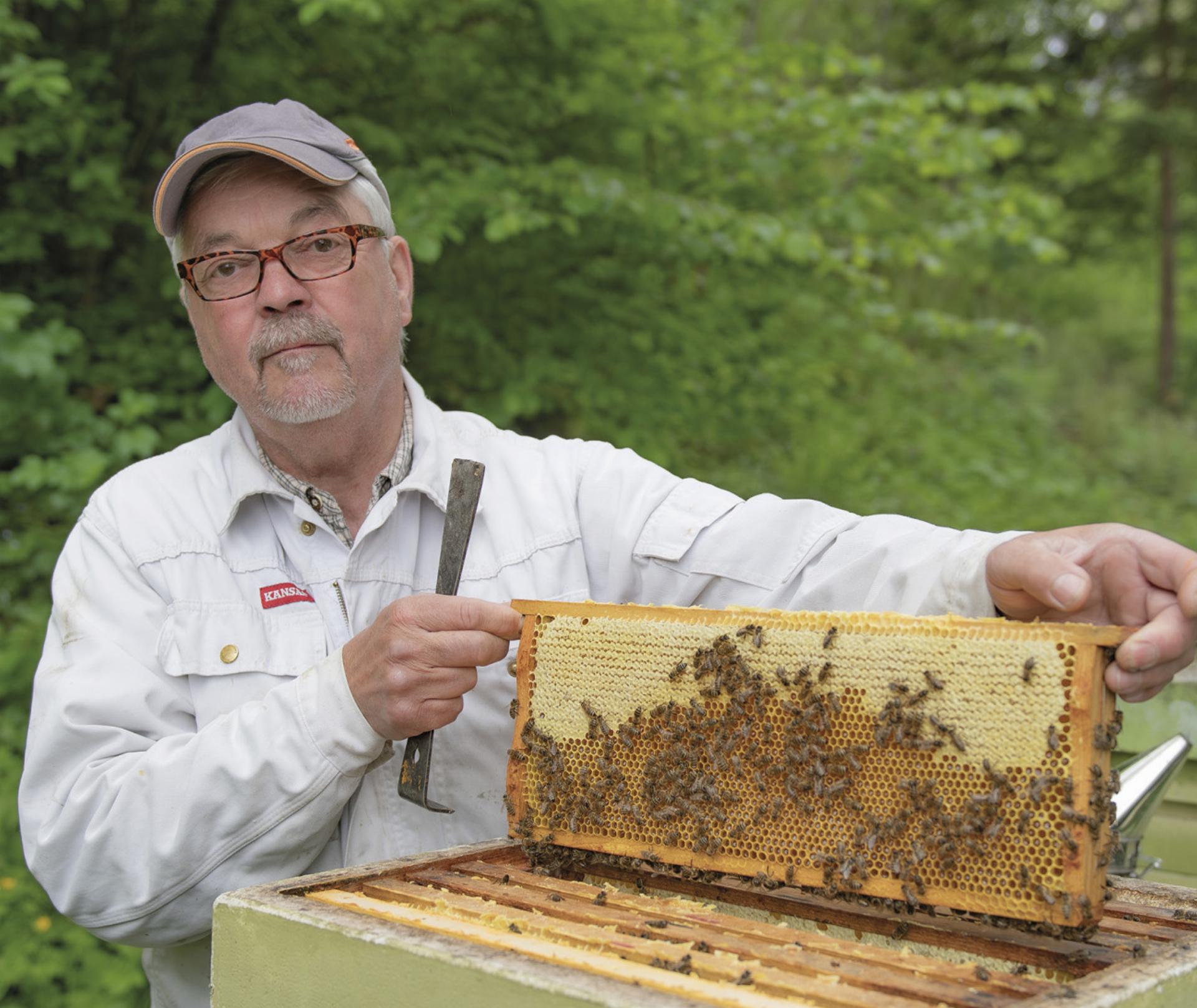 Am kommenden Donnerstag, dem 29. Mai, öffnet Wolfgang Schmeißl seine Bienenstöcke. Wer möchte, kann ihm dabei über die Schulter blicken und noch mehr über die Honigproduktion erfahren. Foto: Ennstaler
