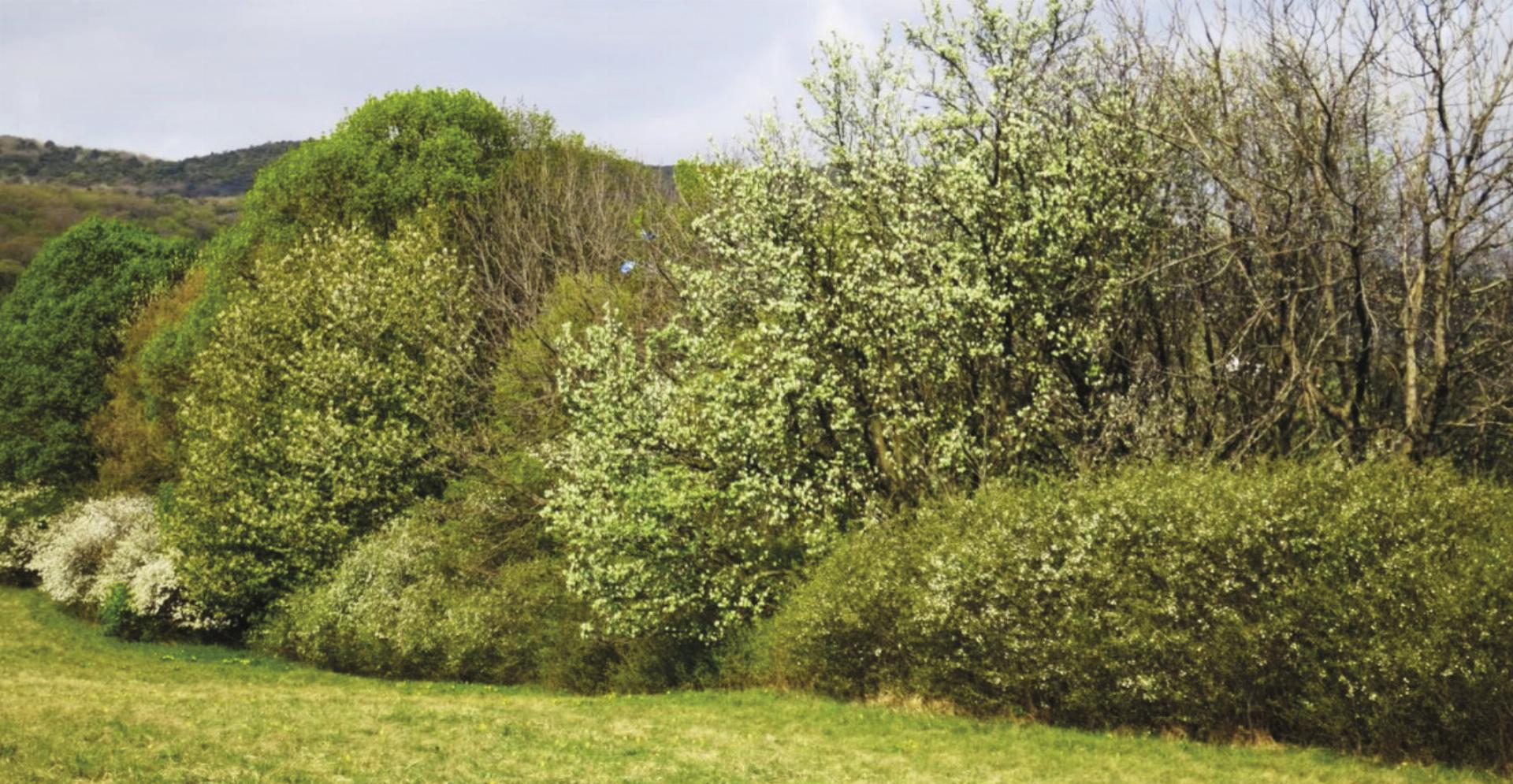 Heimische Hecken sind eine Schatzkammer für Biodiversität. Saatgut soll ab 2027 an die Bevölkerung weitergeben werden. Foto: RGV - Das Bild wird blockiert. – Möglicherweise durch einen aktiven Adblocker.