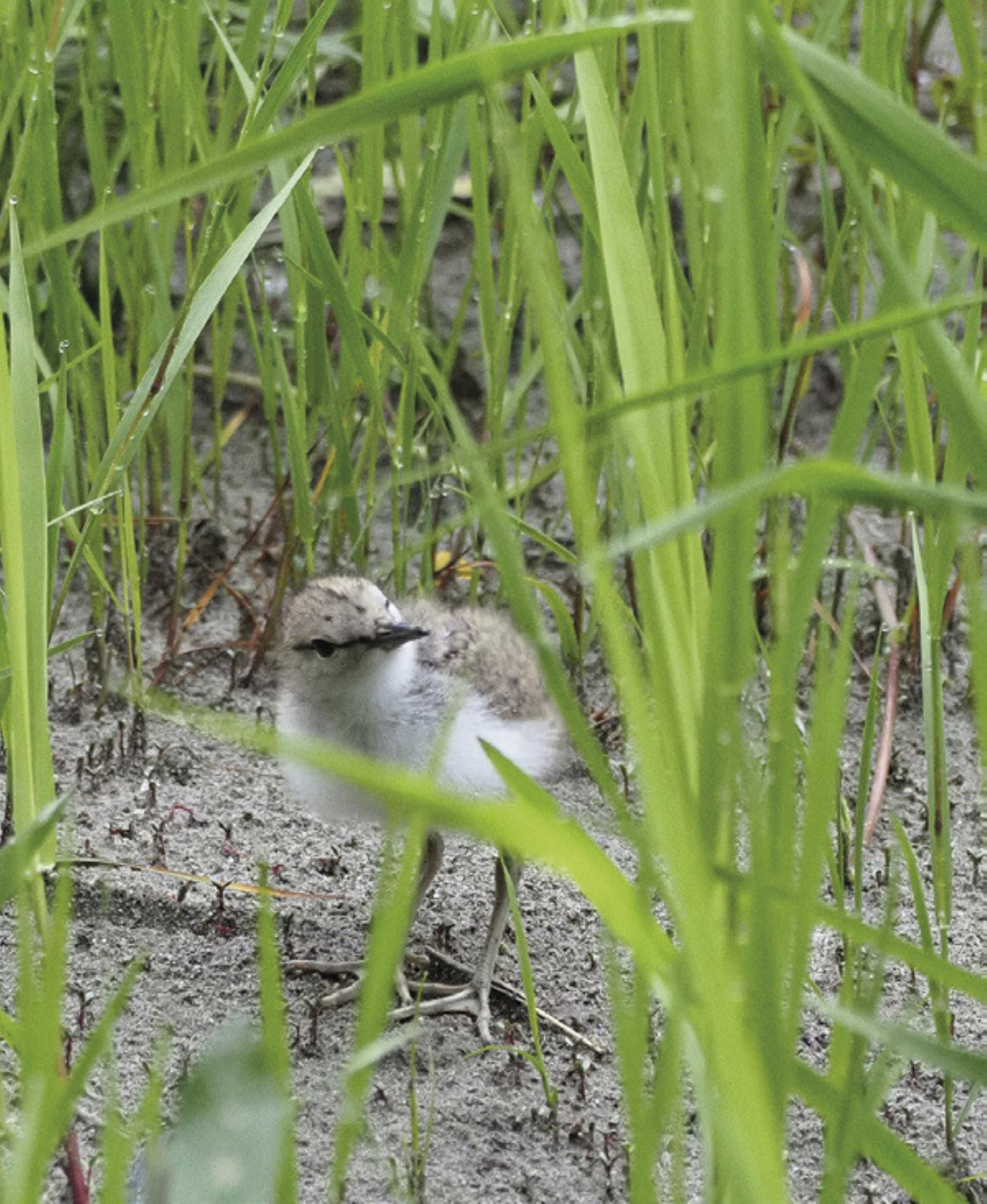 Im Nationalpark Gesäuse wurden bislang vier Jungvögel des Flussuferläufers nachgewiesen.

Foto: Herbert Wölger