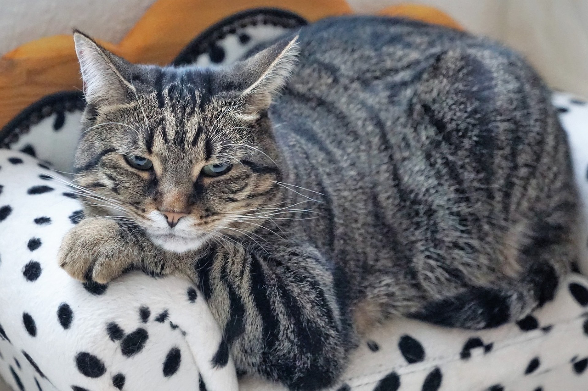 Der "Fat-Cat-Day" berechnet, nach wie vielen Tagen Spitzenmanager das durchschnittliche Jahresgehalt der Erwerbstätigen erreicht haben. 