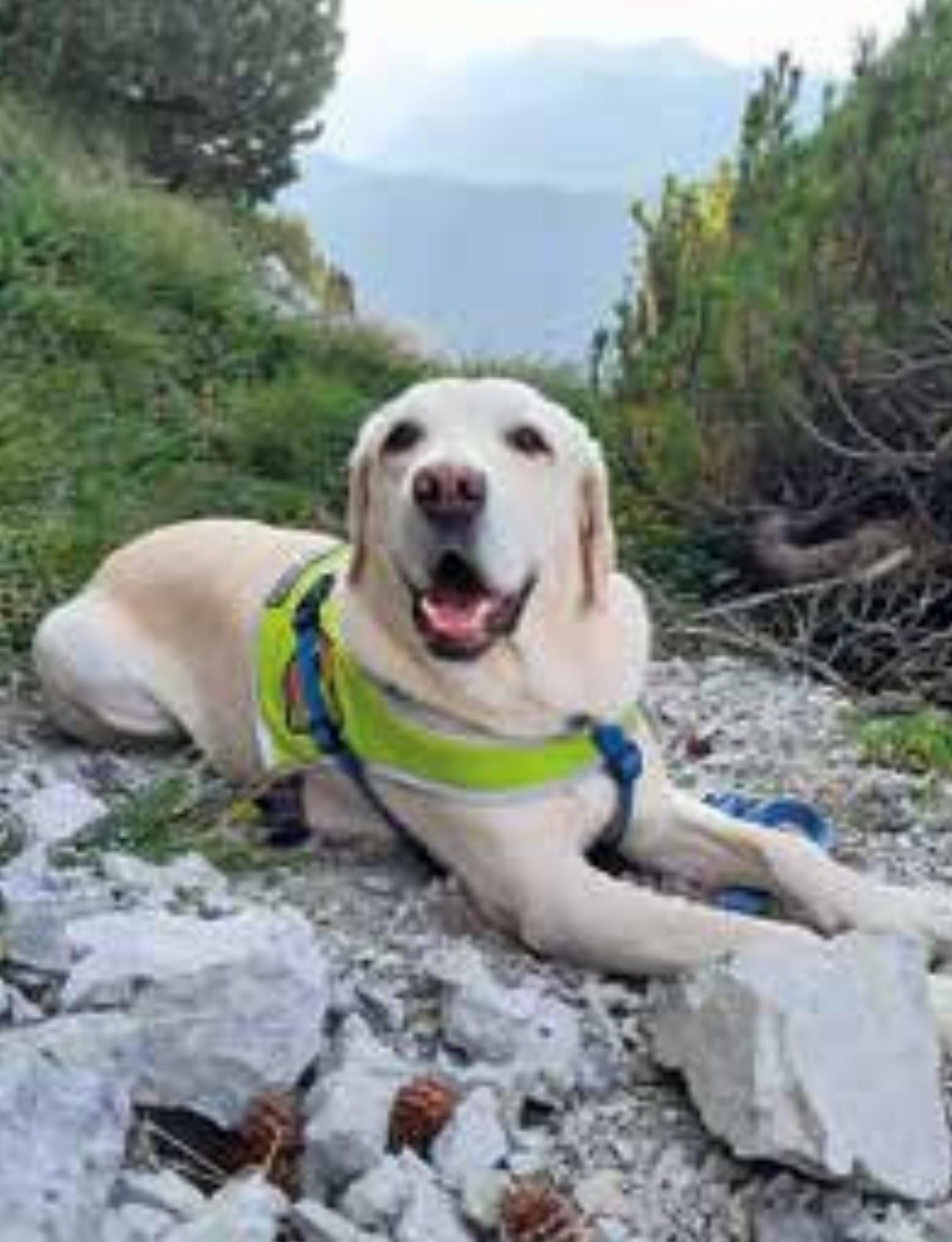 Wurde Blindenhund Opfer von Tierhassern?