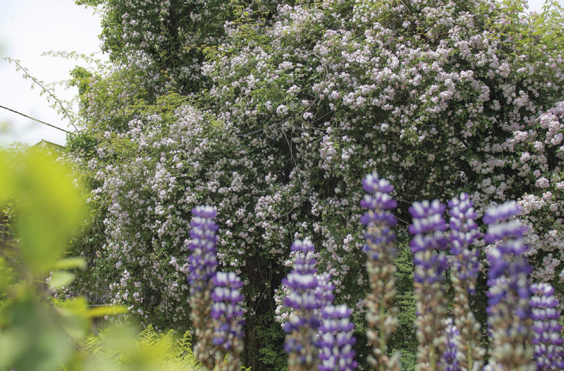 Gartenbesichtigung zur Rosenblüte