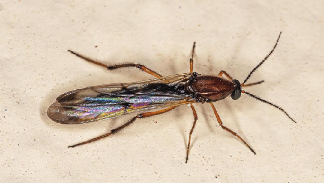 Gnitzen (oben) sind die Überträger der Blauzungenkrankheit und sorgen für die Ausbreitung des Virus. Typische Symptome der Blauzungenkrankheit: Fieber, Entzündungen der Schleimhäute, Nasen- und Speichelfluss, Lahmheiten und eine bläulich verfärbte, geschwollene Zunge. Foto: Gruber Gnitzen (oben) sind die Überträger der Blauzungenkrankheit und sorgen für die Ausbreitung des Virus. Typische Symptome der Blauzungenkrankheit: Fieber, Entzündungen der Schleimhäute, Nasen- und Speichelfluss, Lahmheiten und eine bläulich verfärbte, geschwollene Zunge. Foto: Gruber