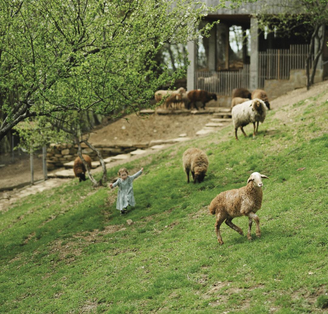 Nutztiere rücken als Therapietiere in den Fokus und unterstützen Menschen bei der Weiterentwicklung. Foto: Susanne Jutzeler Nutztiere rücken als Therapietiere in den Fokus und unterstützen Menschen bei der Weiterentwicklung. Foto: Susanne Jutzeler