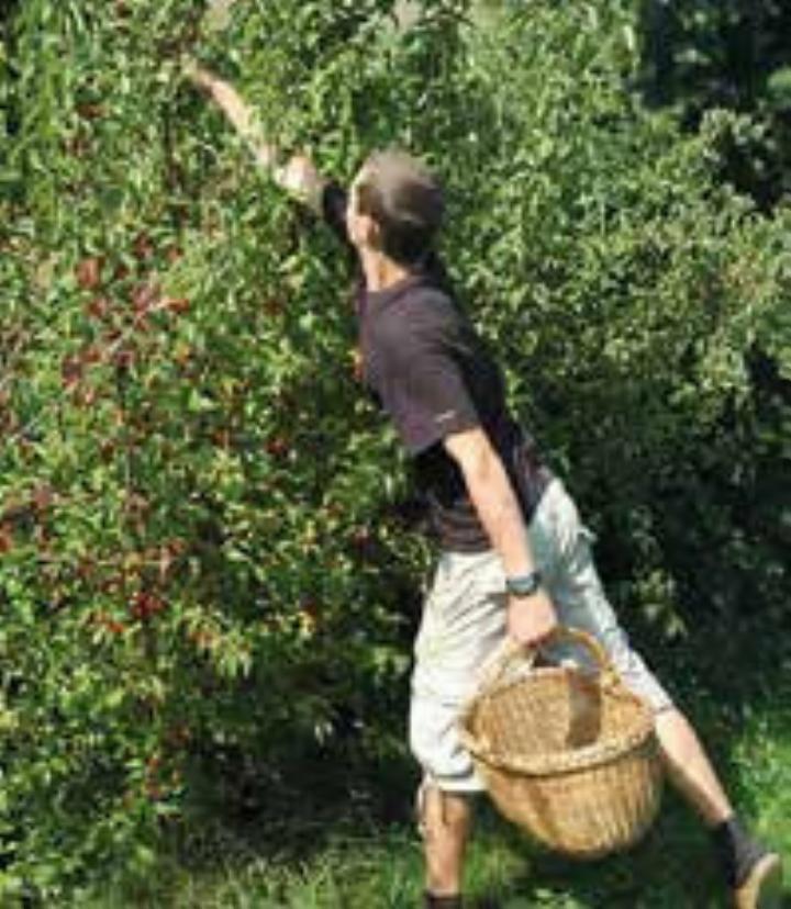 Sorgfältig von Hand gesammelt: Aus den Früchten werden Samen und Kerne aufbereitet und zu Jungpflanzen herangezogen. Bildhinweis: RGV