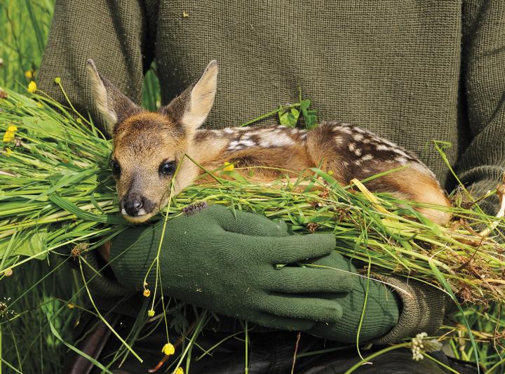 Drohnenflüge können unzähligen, jungen Wildtieren das Leben retten.

Foto: Steirische Landesjägerschaft