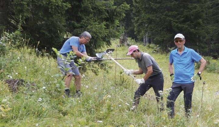Tüchtige Freiwillige helfen auf den Almen jährlich beim Schwenden.
Foto: Isabella Nömayer