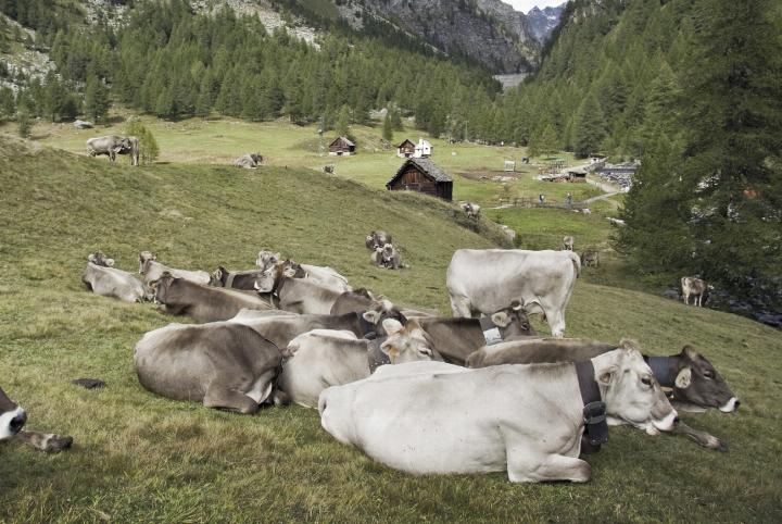 Lange Tradition: Der Leberkas wurde schon im 12. Jahrhundert im Ennstal hergestellt und meist als Festspeise beim Almauftrieb verzehrt.