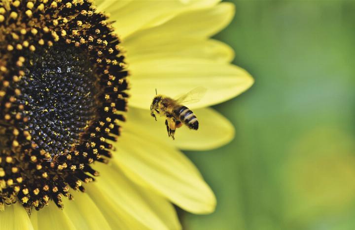 Beim Sammeln von Nektar und Pollen bestäuben die Bienen gleichzeitig die Pflanzen. 
Foto: © Pixabay