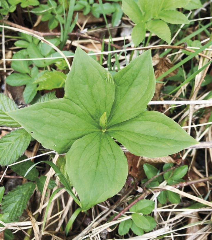 Außergewöhnliche Entdeckung: Vierblättrige Einbeere mit untypischen fünf Blättern.
Foto: Anna Dünser Außergewöhnliche Entdeckung: Vierblättrige Einbeere mit untypischen fünf Blättern.
Foto: Anna Dünser