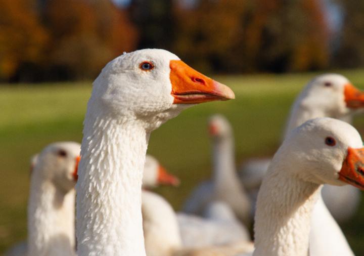 Foto: Land schafft Leben