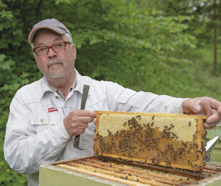 Am kommenden Donnerstag, dem 29. Mai, öffnet Wolfgang Schmeißl seine Bienenstöcke. Wer möchte, kann ihm dabei über die Schulter blicken und noch mehr über die Honigproduktion erfahren. Foto: Ennstaler