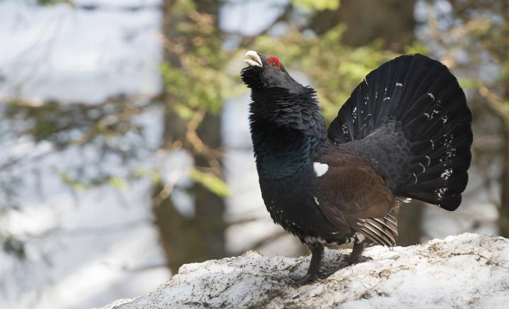 Im Winter sind Auerhühner auf Rückzugsorte angewiesen. Werden sie aufgeschreckt, sinken ihre Überlebenschancen. Foto: © Andreas Hollinger