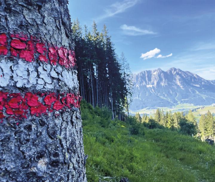 Über Jahrzehnte begangene Wege drohen zu verschwinden, wenn nicht darauf geachtet wird. Foto: Hans Johann Danklmayer