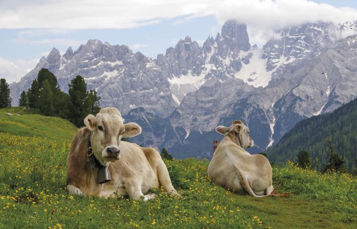 In Ramsau am Dachstein ereignete sich eine Kuhattacke, worauf ein 85-jähriger Wanderer aus Wien verstarb. Auslöser dürfte aller Wahrscheinlichkeit nach der mitgeführte Hund gewesen sein. Nach dem Unglück stellt sich die Frage, ob und wie Unfälle wie dieser künftig verhindert werden können. Foto: © Freepik