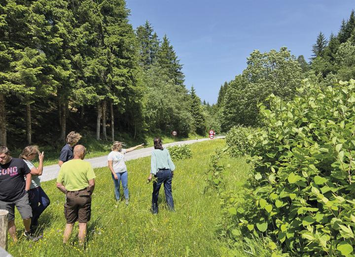 Beim Neophyten-Aktionstag erfahren die Teilnehmer Wissenswertes über die unliebsamen Eindringlinge. Foto: KLAR! Ennstal/Natalie Prüggler
