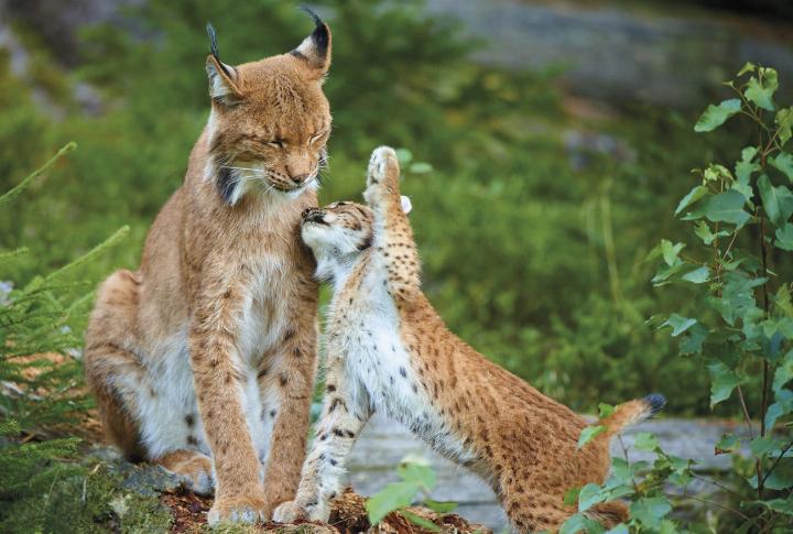Julius Kramers Fotografien begeistern. Oft dauert es Wochen, bis sich ein Luchs vor der Linse zeigt. Doch wenn es gelingt, entstehen bewegende Bilder. 
Foto: Julius Kramer