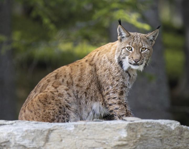 Foto: Harald Steiner