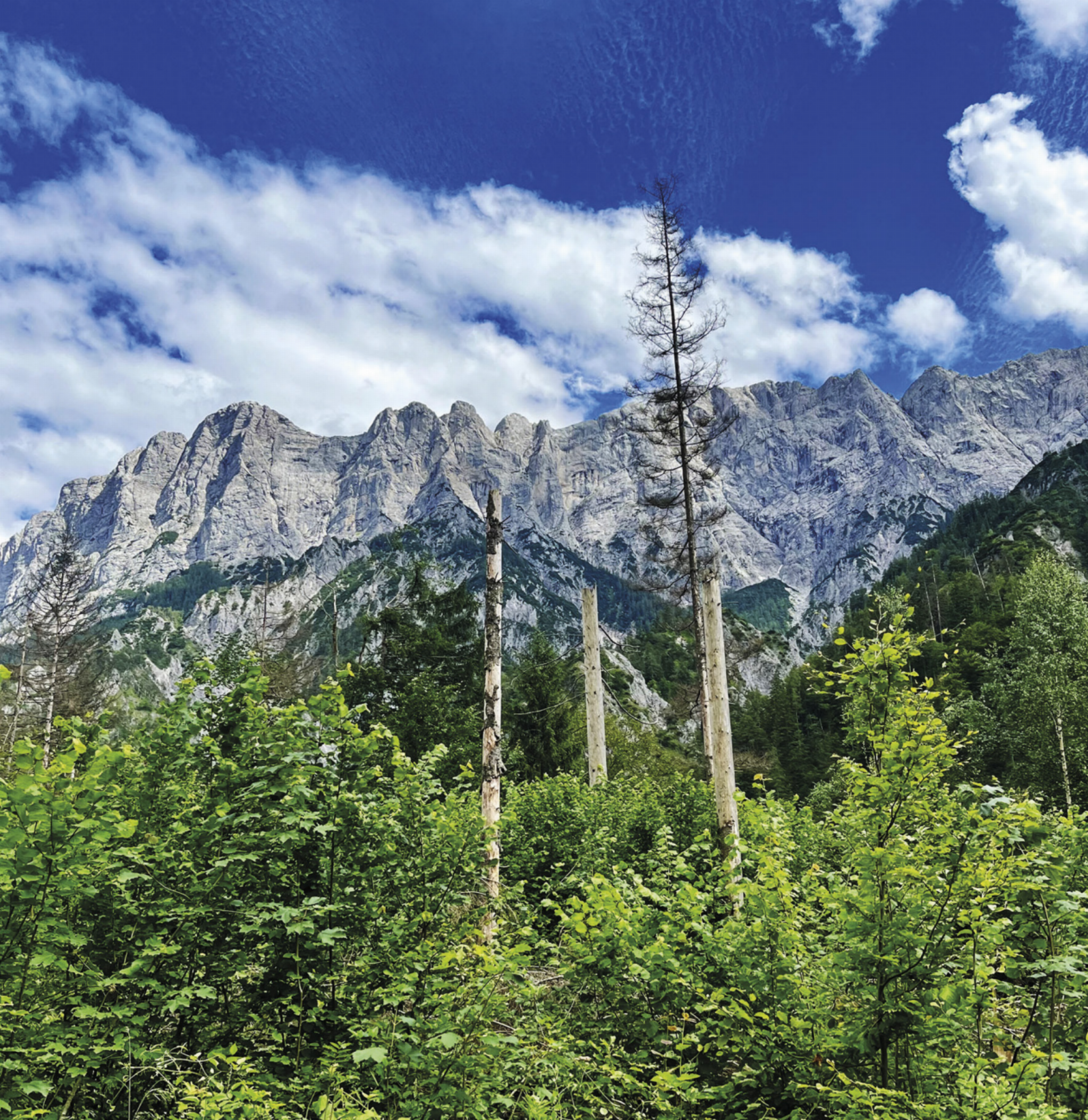 Der Nationalpark Gesäuse zählt zu den bedeutendsten Schutzgebieten Österreichs und steht für den Erhalt einzigartiger Natur- und Kulturlandschaften.

Foto: René Kronsteiner - Das Bild wird blockiert. – Möglicherweise durch einen aktiven Adblocker.