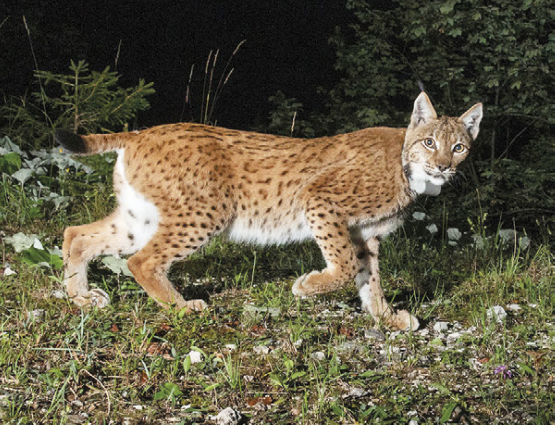Auf leisen Pfoten: Eindrucksvolle Aufnahmen zeigen den Luchs in seinem Lebensraum.

Foto: © Christine Sonvilla und Marc Graf - Das Bild wird blockiert. – Möglicherweise durch einen aktiven Adblocker.