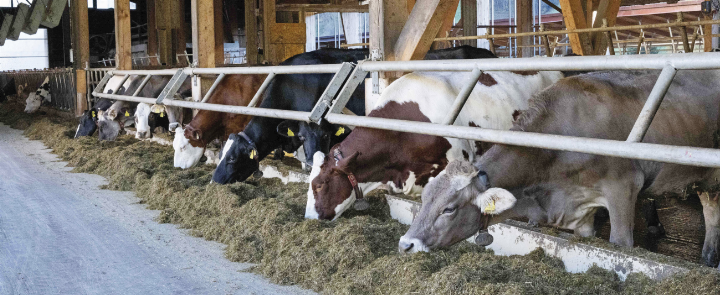Die heimische Milchwirtschaft leistet einen wichtigen Beitrag zur Versorgung mit regionalen Lebensmitteln sowie zum Erhalt der Kulturlandschaft. 
Foto: Baumann