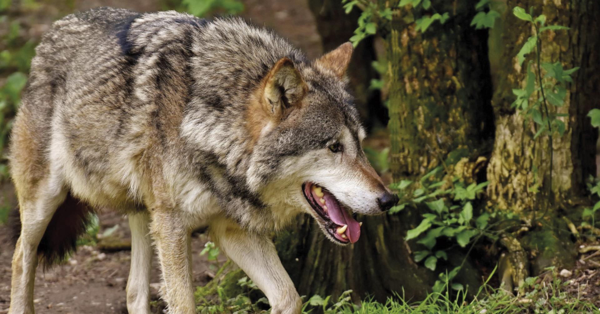 Naturpark Sölktäler: Das Rissbild von Schafen deutet auf einen Wolf hin. 
Foto: Alexa - Das Bild wird blockiert. – Möglicherweise durch einen aktiven Adblocker.