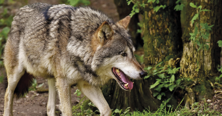 Naturpark Sölktäler: Das Rissbild von Schafen deutet auf einen Wolf hin. 
Foto: Alexa