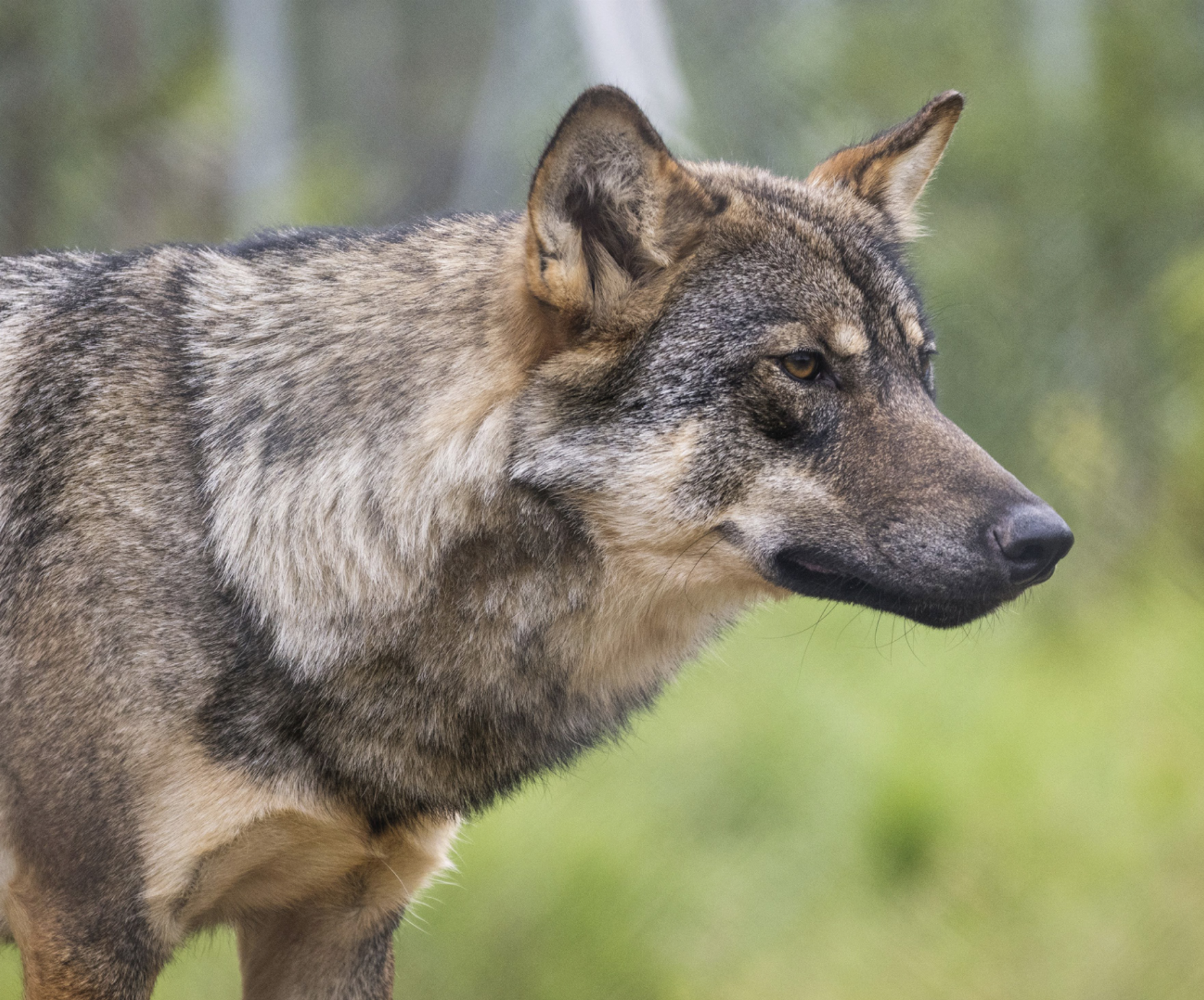 Wolf am Gumpeneck: Abschuss innerhalb von vier Wochen erlaubt. Foto: Rino Adamo - Das Bild wird blockiert. – Möglicherweise durch einen aktiven Adblocker.