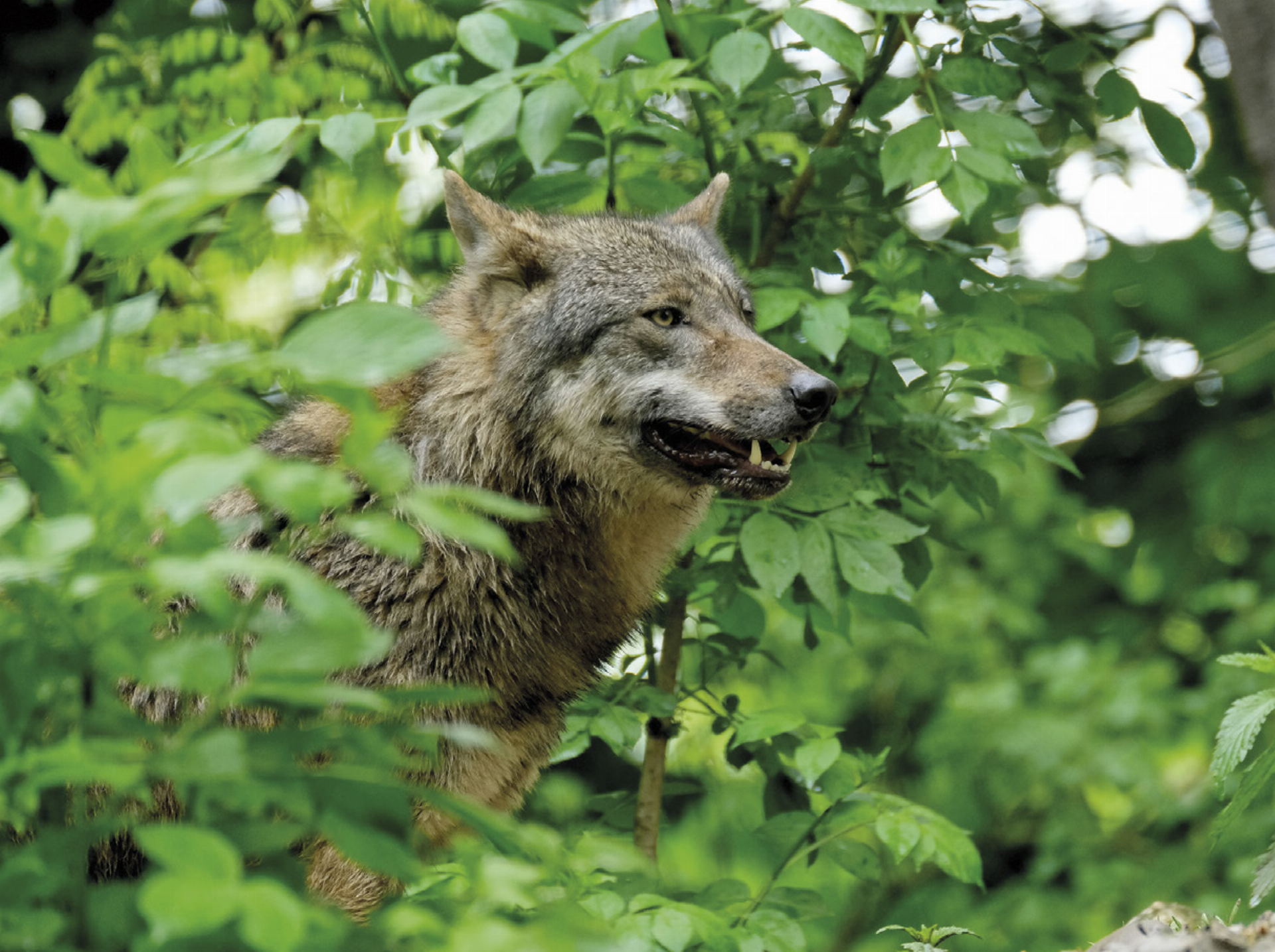 Laut Steiermärkischer Wolfsverordnung können Wölfe unter bestimmten Voraussetzungen zum Abschuss freigegeben werden. Vergangene Woche wurde erstmals ein geschütztes Raubtier offiziell erlegt. Foto: Nicky Pe