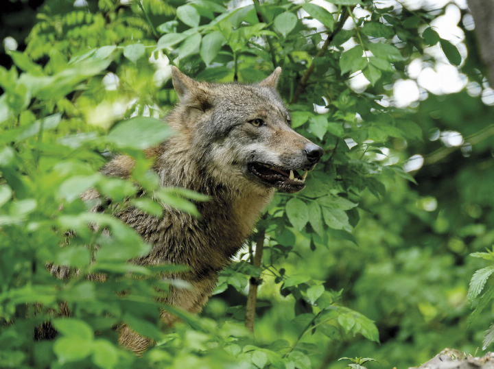 Laut Steiermärkischer Wolfsverordnung können Wölfe unter bestimmten Voraussetzungen zum Abschuss freigegeben werden. Vergangene Woche wurde erstmals ein geschütztes Raubtier offiziell erlegt. Foto: Nicky Pe