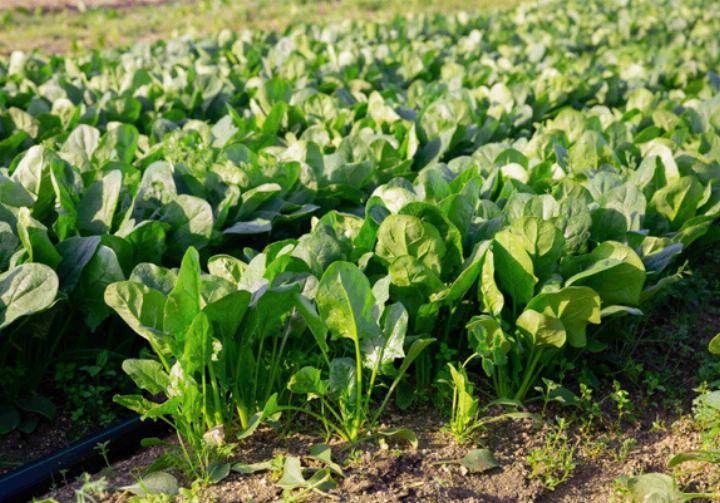 -STERREICHISCHE-LEBENSMITTEL