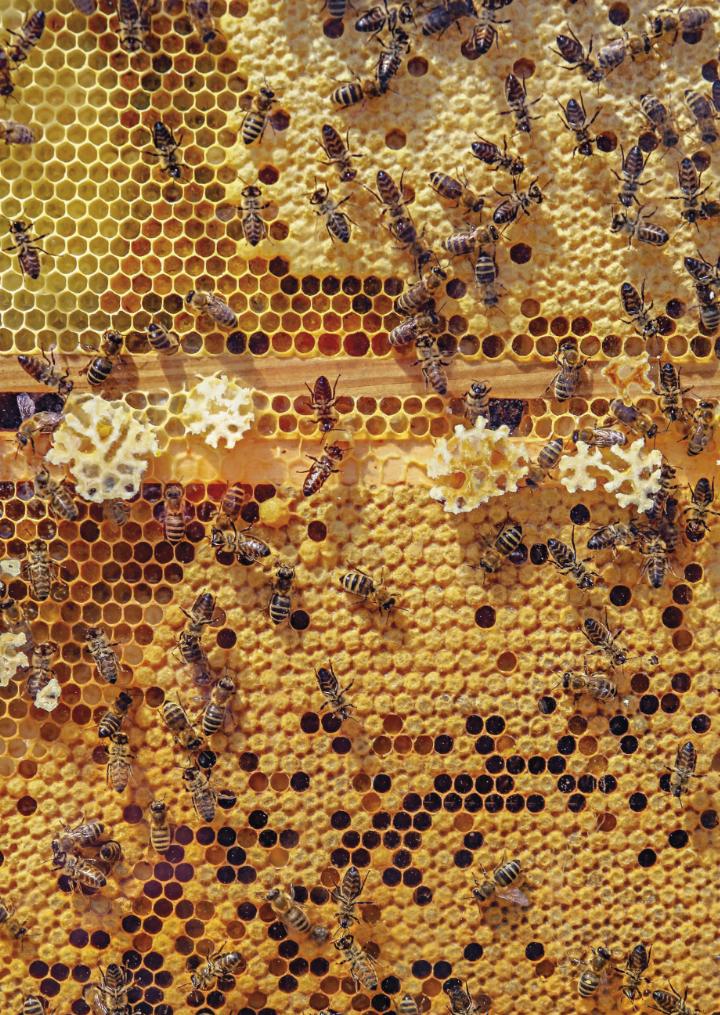 Gold-aus-dem-Bienenstock-Warum-Honig-mehr-als-nur-S-e-ist