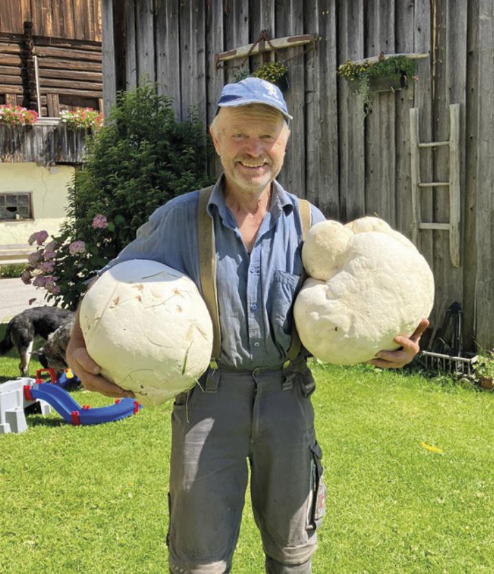 Riesenpilze-gefunden
