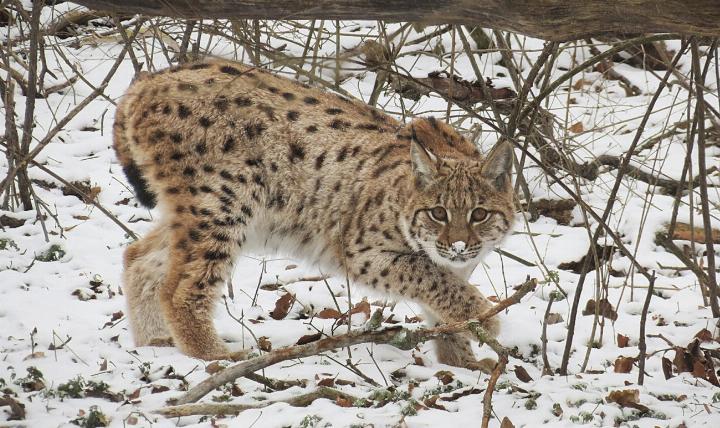 Bestandsst-tzung-f-r-den-Luchs-gefordert