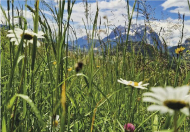 Biodiverse-Landwirtschaft