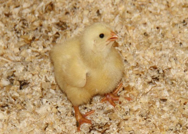 Wie-sieht-die-Haltung-von-Masth-hnern-aus-