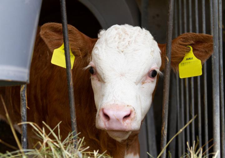 -STERREICHISCHE-LEBENSMITTEL