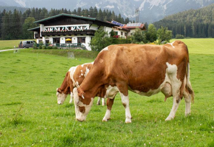 Milchbetriebe-pr-gen-das-heimische-Landschaftsbild